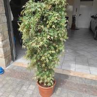 PIANTA FINTA ARREDAMENTO