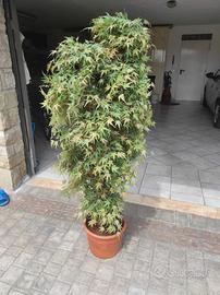 PIANTA FINTA ARREDAMENTO