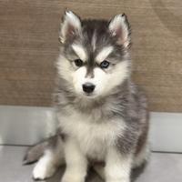 Cuccioli husky pedigree