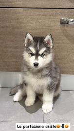 Cuccioli husky pedigree