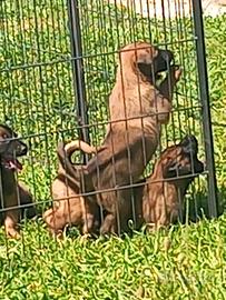 Cuccioli di pastore belga malinois
