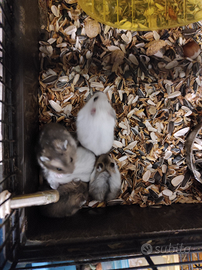 Disponibili criceti russi