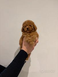 favolosi cuccioli di barboncino toy red