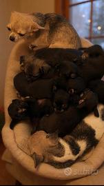 Cuccioli di chihuahua disponibili