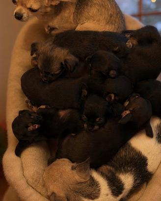 Cuccioli di chihuahua disponibili