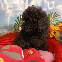 Femminuccia Toy Colore Nero Barboncino