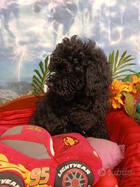 Femminuccia Toy Colore Nero Barboncino