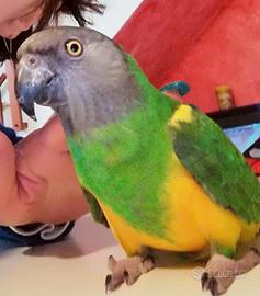 Pappagallo senegalese allevato a mano