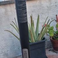 ninebot segwayKicscooter f25e