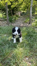 Cuccioli border collie black and white Super Top
