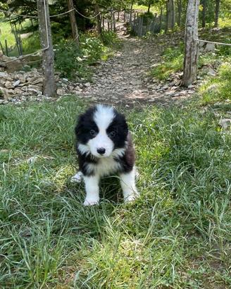 Cuccioli border collie black and white Super Top