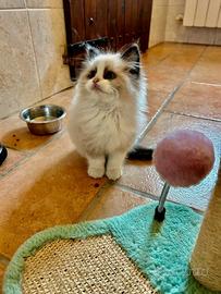 Cuccioli di ragdoll