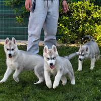 Siberian husky