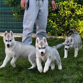 Siberian husky