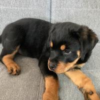 Rottweiler