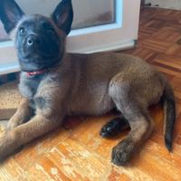 Cuccioli di pastore belga malinois