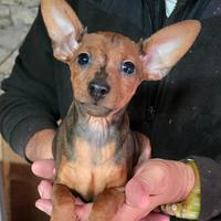 Cucciolo Pinscher nano