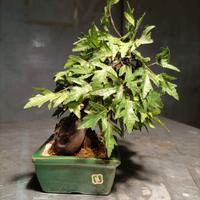 Bonsai finto 