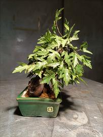 Bonsai finto 