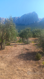 Oliveto