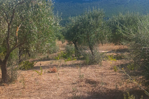 Oliveto