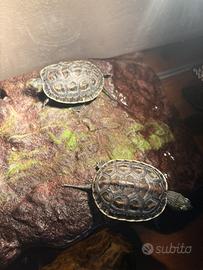 Tartarughe acquatiche