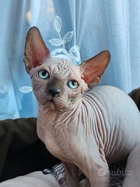 Cuccioli di canadian sphynx