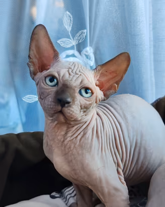 Cuccioli di canadian sphynx
