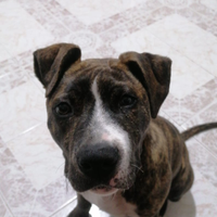 Pitbull