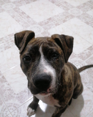 Pitbull
