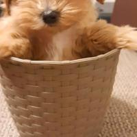 Matipoo disp da subito