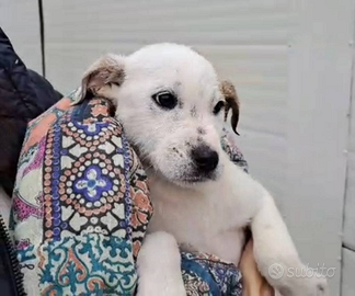 Cucciola mix molosso