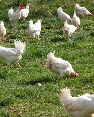 Galline