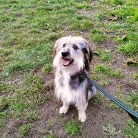 Cagnolina di 2 anni?