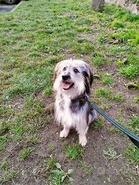 Cagnolina di 2 anni?