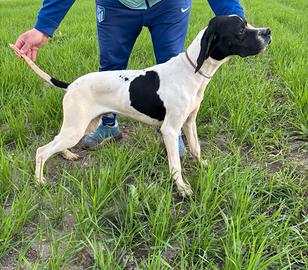 Cucciolo pointer
