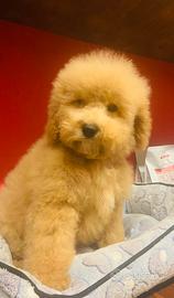 Barboncini ( solo cuccioli italiani)