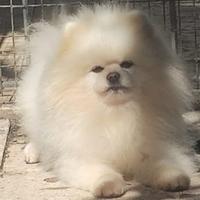 Spitz disponibile per monta