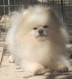 Spitz disponibile per monta