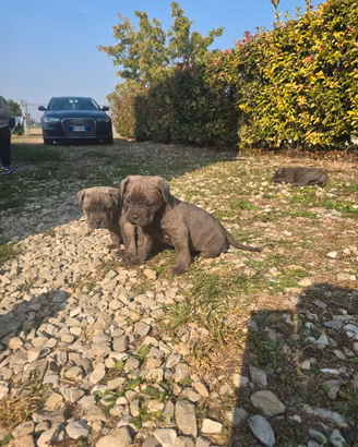 cane Corso