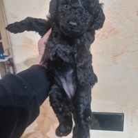 Cuccioli di barboncino nano