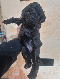 Cuccioli di barboncino nano