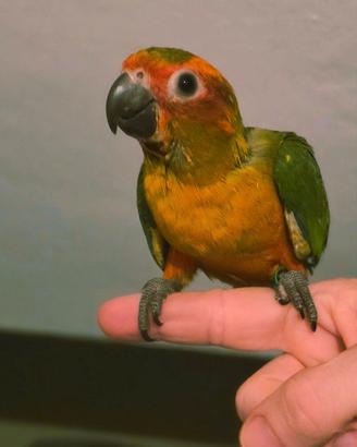 Conuro del sole allevato a mano