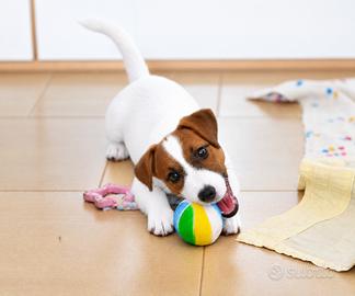 Incantevole cucciola jack russell