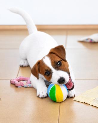 Incantevole cucciola jack russell
