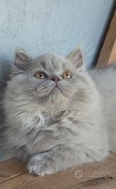 British longhair maschio
