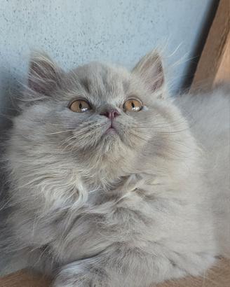 British longhair maschio