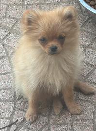 Spitz tedesco