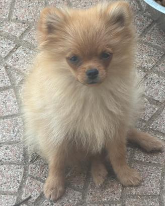 Spitz tedesco