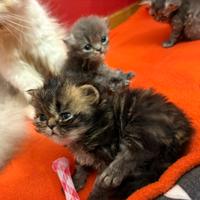 Dolcissimi cuccioli di Persiano